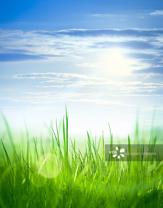 阳光下的新鲜草地图片素材