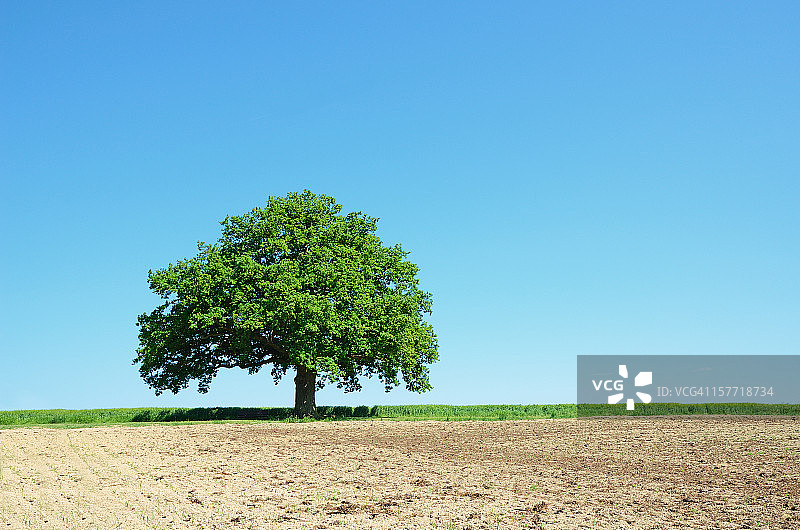 春天农业田地里的一棵老橡树图片素材