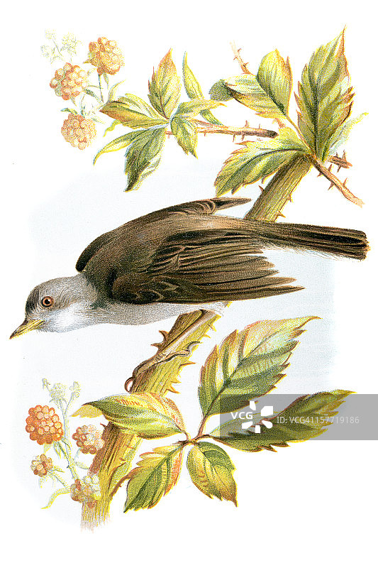 白喉鸟彩色石印图片素材