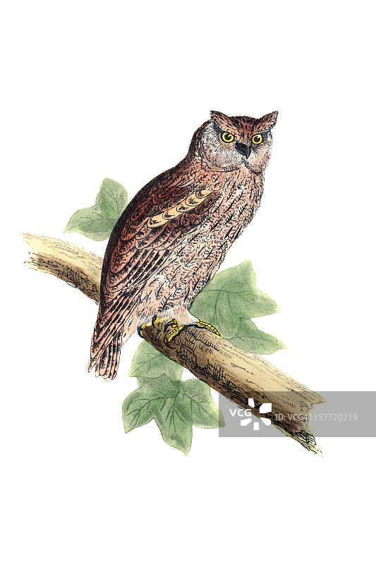 角鸮手绘彩色雕刻图片素材
