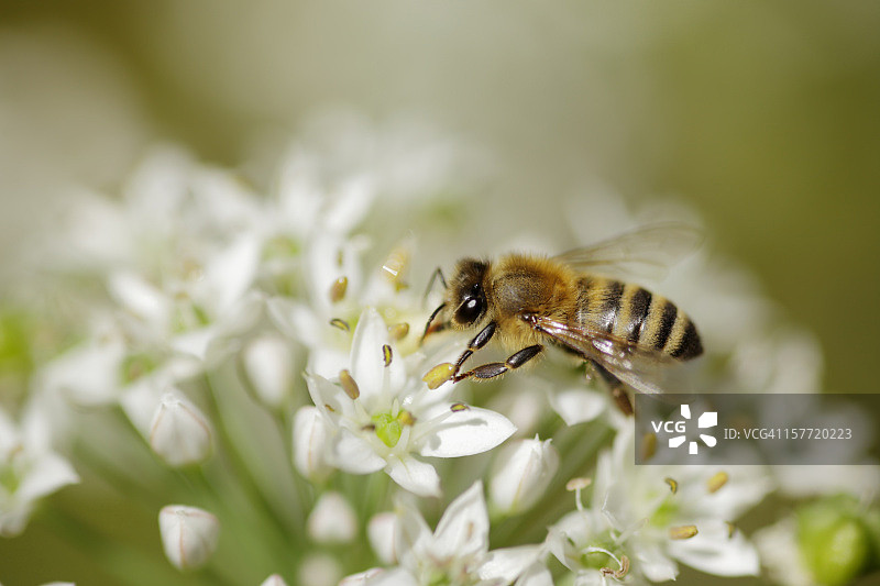 蜜蜂图片素材