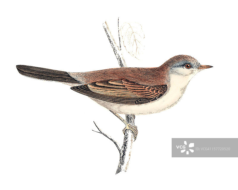 白喉雀-手工着色雕刻图片素材