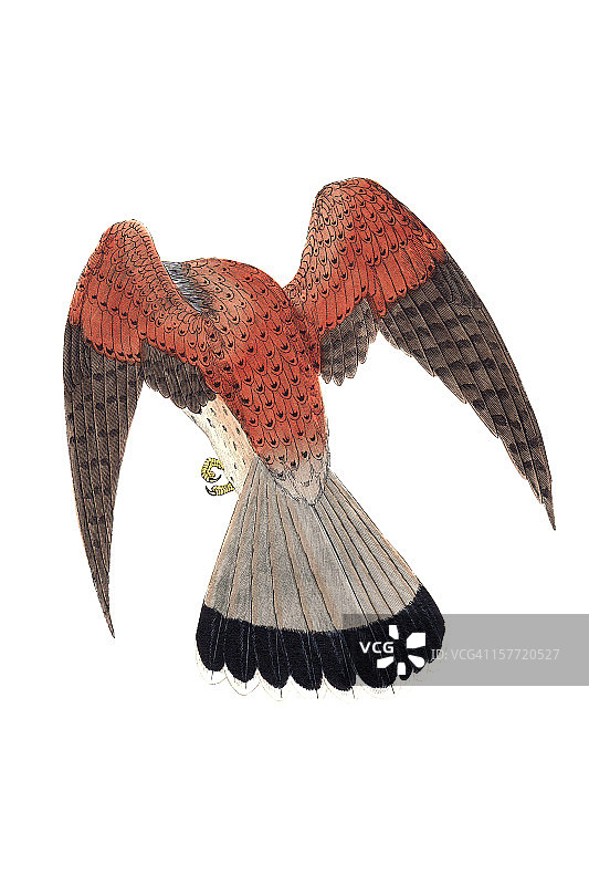 手绘红隼雕刻图片素材