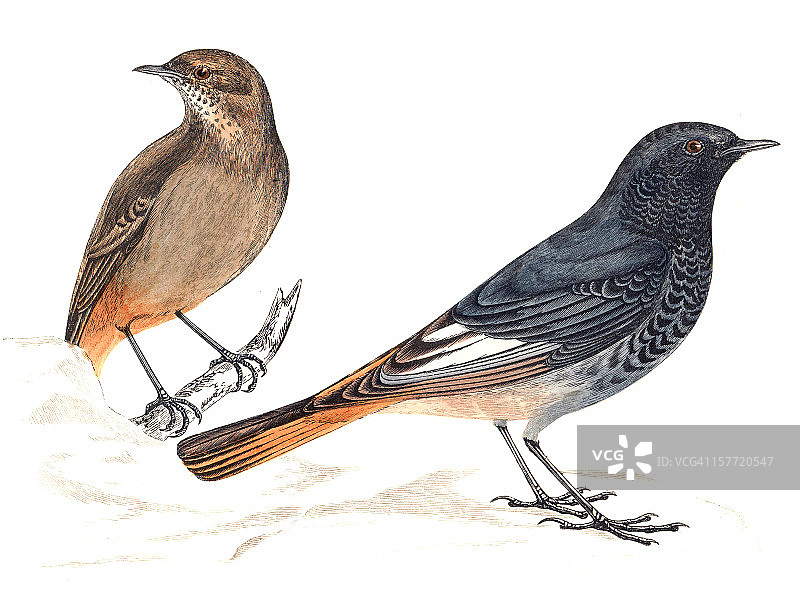 手绘着色红尾鸲图片素材