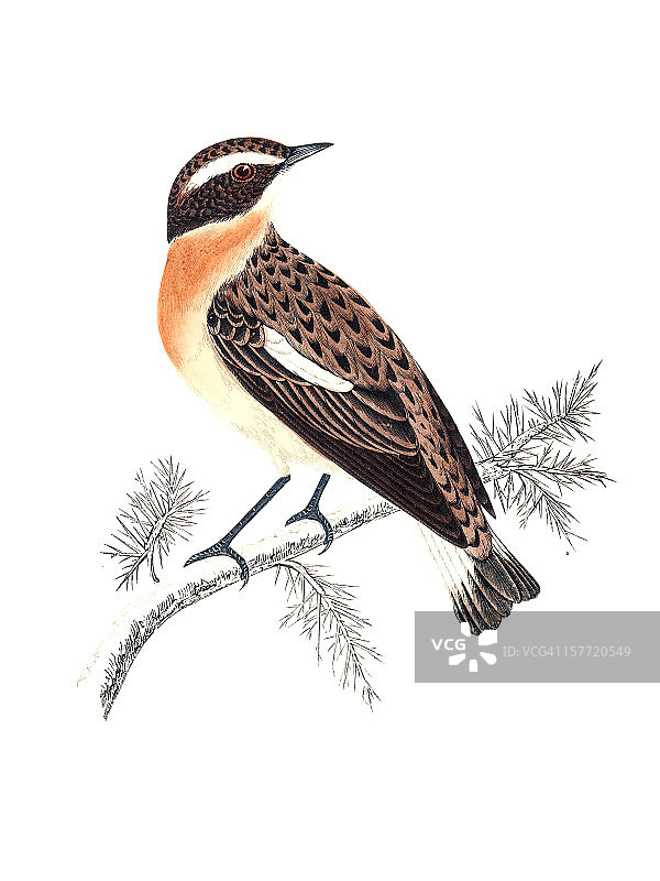 手绘着色的欧石鵖图片素材