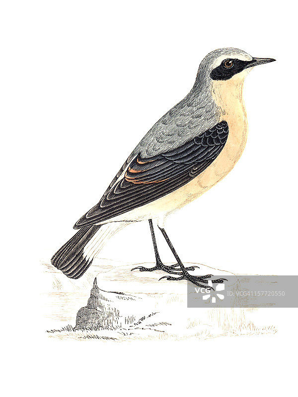 白喉石鵖手绘彩色雕版图片素材