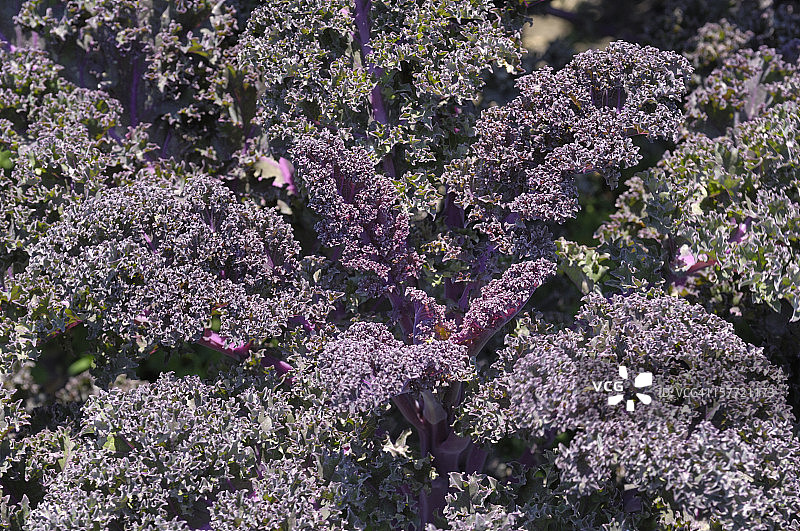 加利福尼亚州中部的有机紫色羽衣甘蓝田图片素材