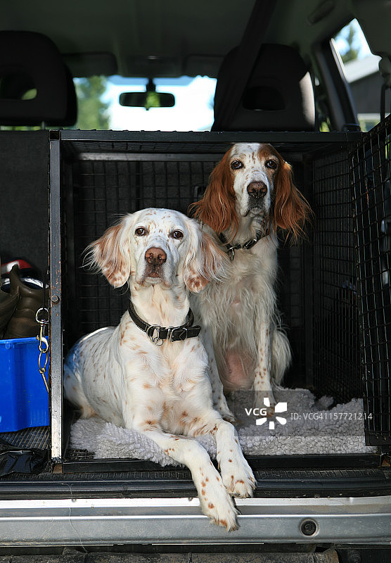 准备出发！在汽车内的板条箱里的英国雪达犬图片素材