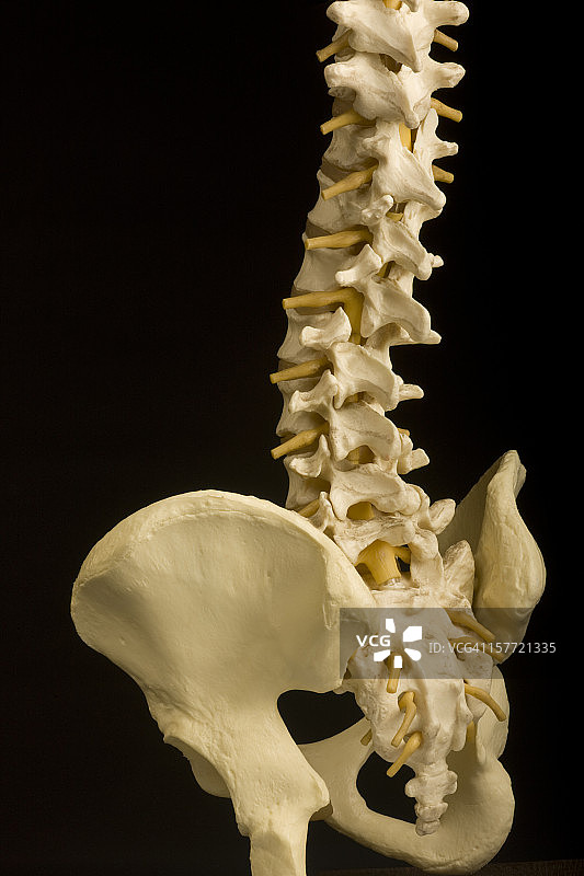 脊柱、骨盆、尾骨、脊椎指压疗法、骨科、医学模型、医疗保健、孤立图片素材
