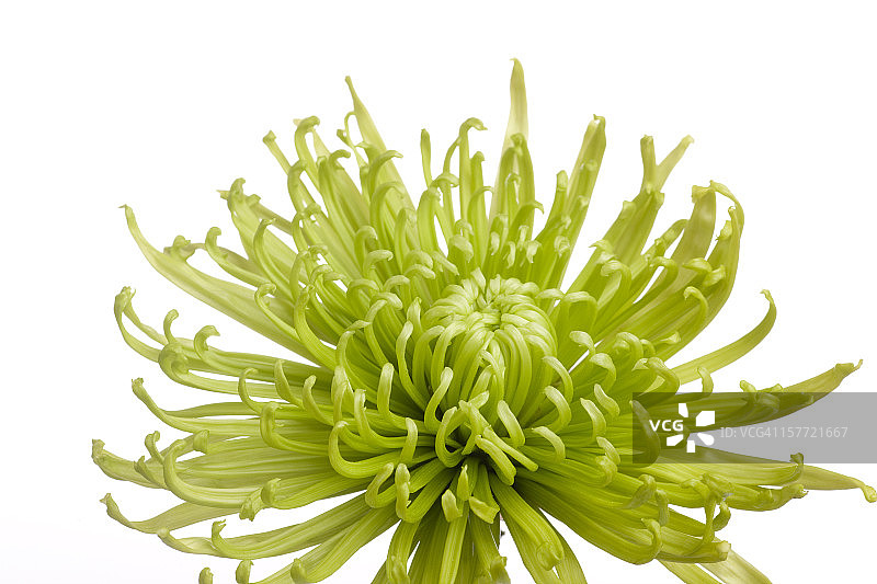 绿色蜘蛛菊，白色背景，色彩鲜艳图片素材
