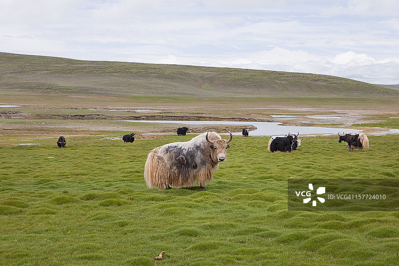 西藏草原高原上的野生牦牛群图片素材