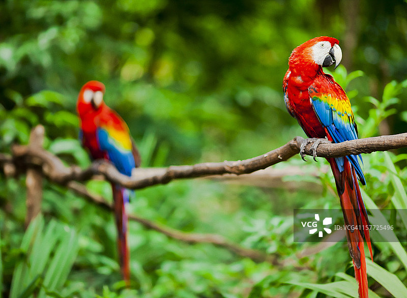 五彩金刚鹦鹉图片素材