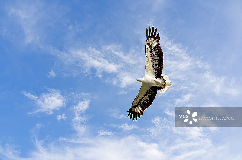 马来西亚的白色兰卡威海雕图片素材