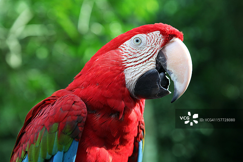 红色金刚鹦鹉说话图片素材