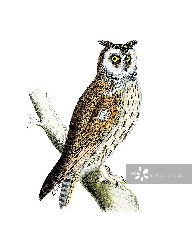 长耳鸮 - 手绘着色雕刻图片素材