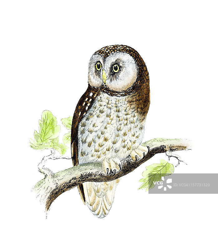 手绘鬼鸮雕刻图片素材