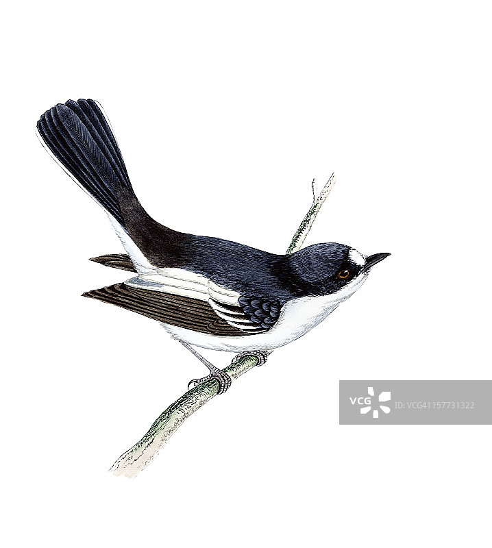 手绘黑白姬鹟图片素材