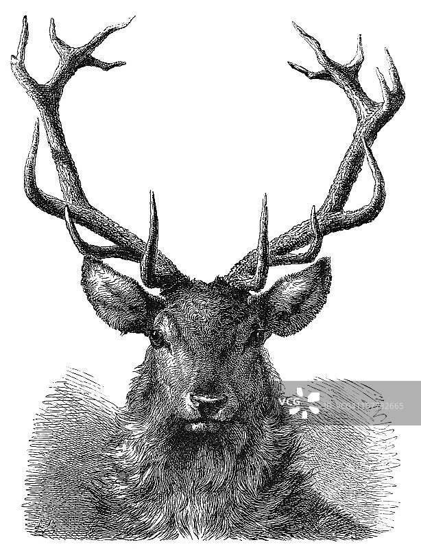 红鹿头像雕刻图片素材