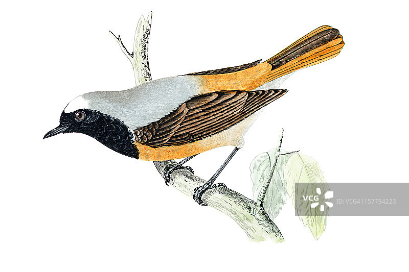 红尾鸲-手工着色雕刻图片素材