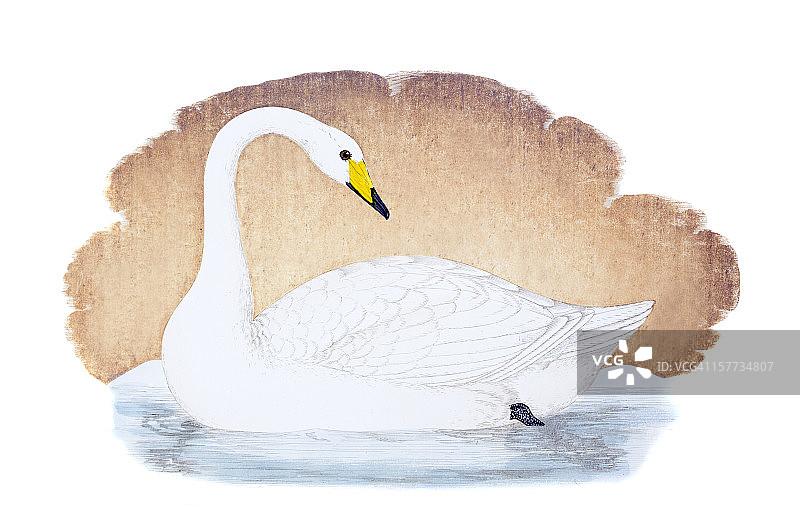 手绘大天鹅雕版画图片素材