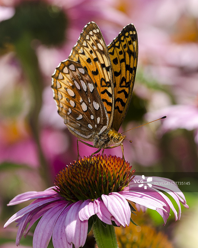 大斑点蛱蝶采食微距照片图片素材