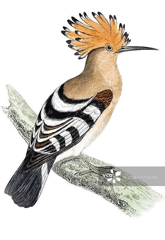 手绘着色戴胜鸟图片素材