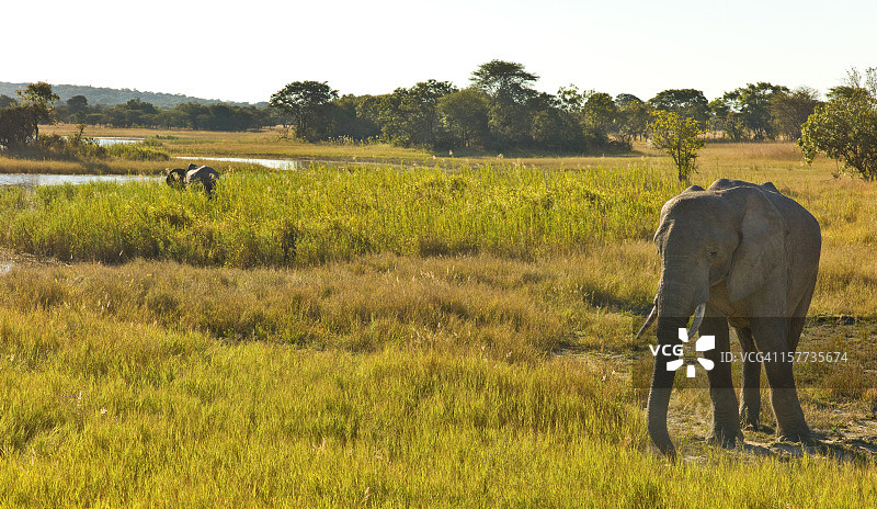 赞比亚的非洲象图片素材