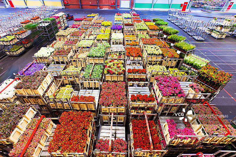 阿斯米尔鲜花市场图片素材