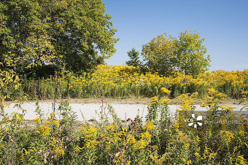 盛开的加拿大一枝黄花图片素材