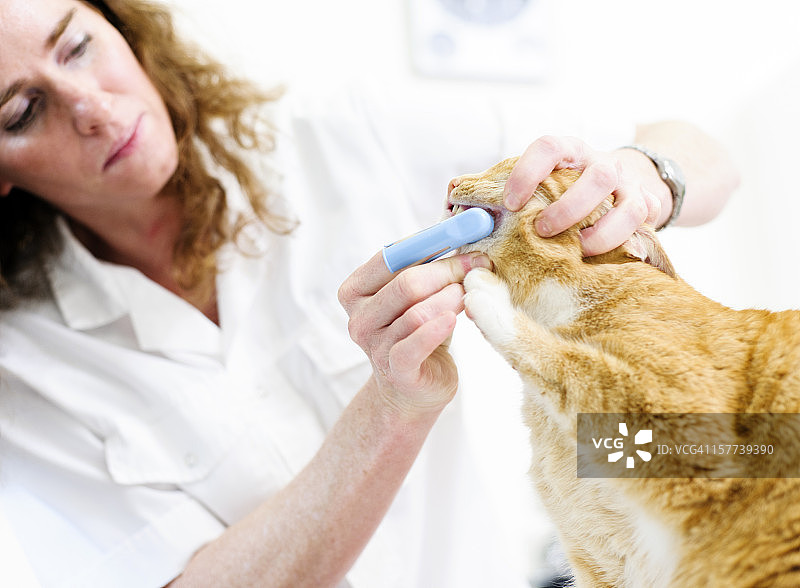 兽医给猫咪刷牙图片素材