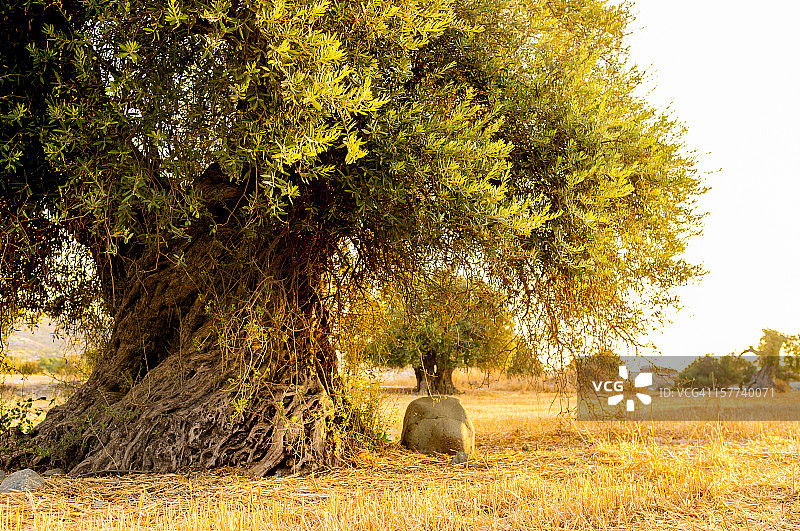 老橄榄树图片素材