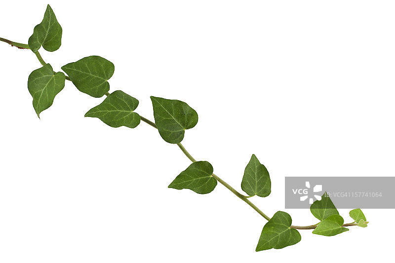 常春藤植物图片素材