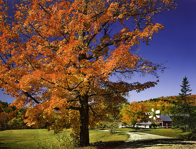 鲜艳的秋季枫树、乡村公路和佛蒙特乡村图片素材