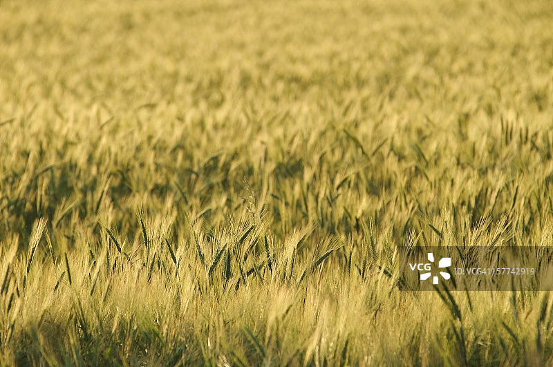 大麦领域图片素材