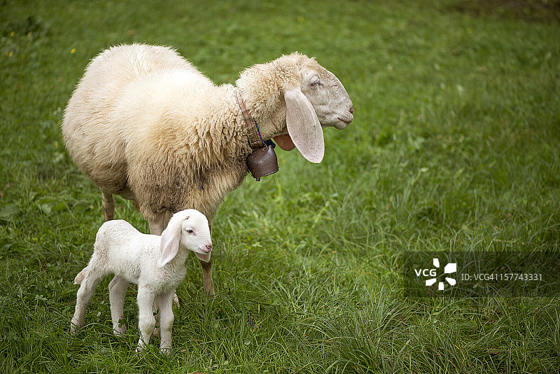绵羊妈妈和小羊图片素材