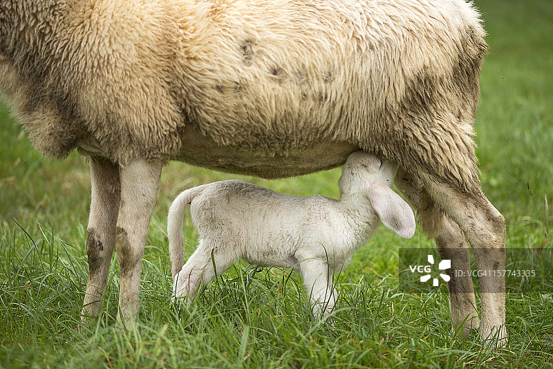 母羊和小羊羔吮吸图片素材
