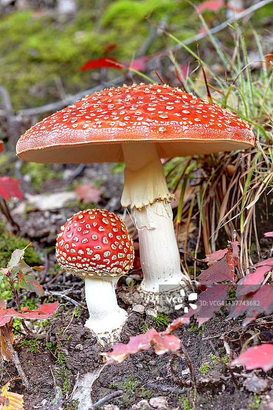 鹅膏菌图片素材