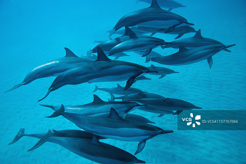 长吻海豚图片素材