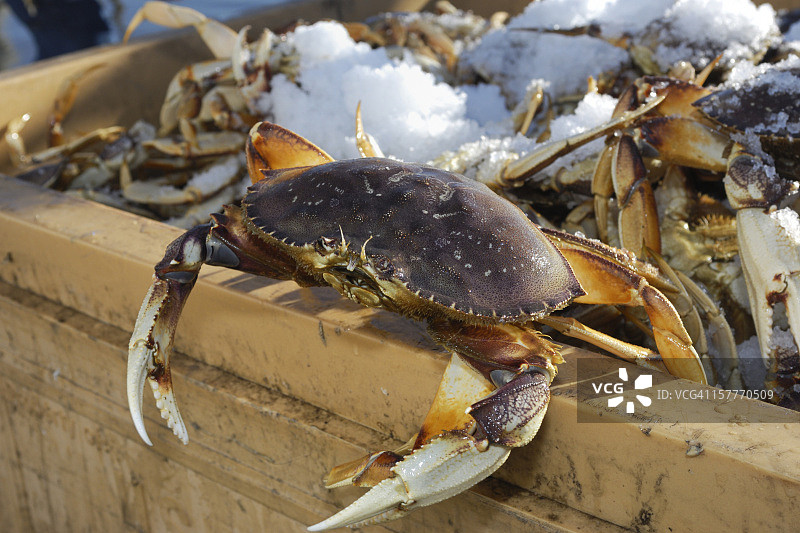 准备上市的活珍宝蟹特写图片素材