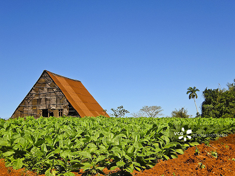 古巴烟草种植园的壮丽景色图片素材