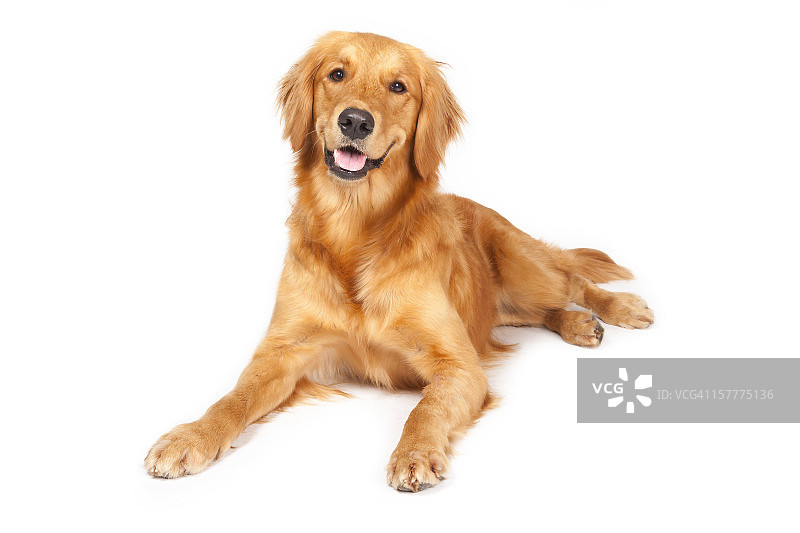 金毛寻回犬！图片素材