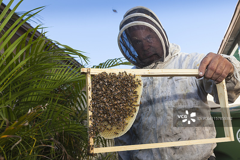 男人在后院拿着带蜜蜂的蜂巢框图片素材