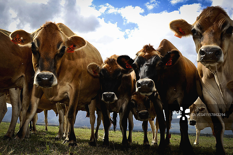 牛群，Round the Bend营地，斯韦伦丹，Overberg，西开普省图片素材