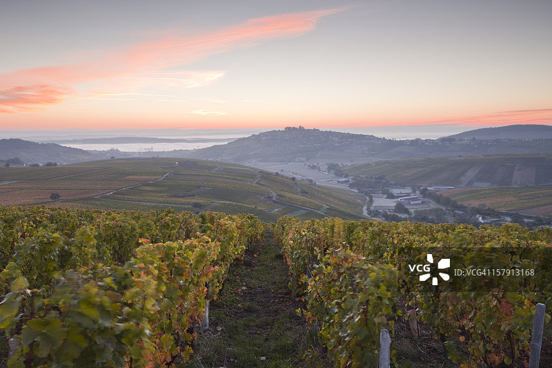 秋季的桑塞尔葡萄园图片素材