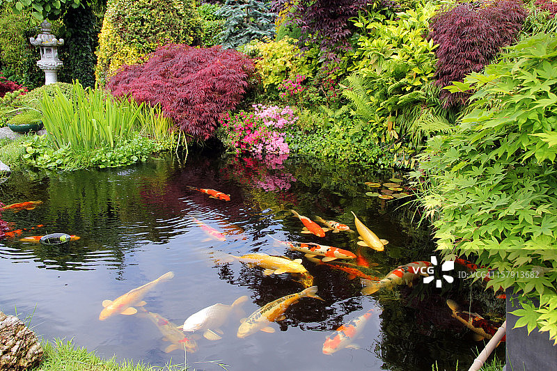 带有锦鲤的日式花园图片素材