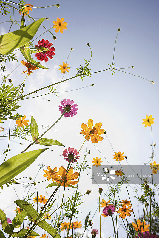 草地上美丽的野花图片素材