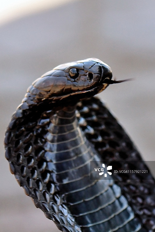 眼镜蛇3图片素材