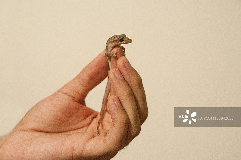 手持蜥蜴图片素材