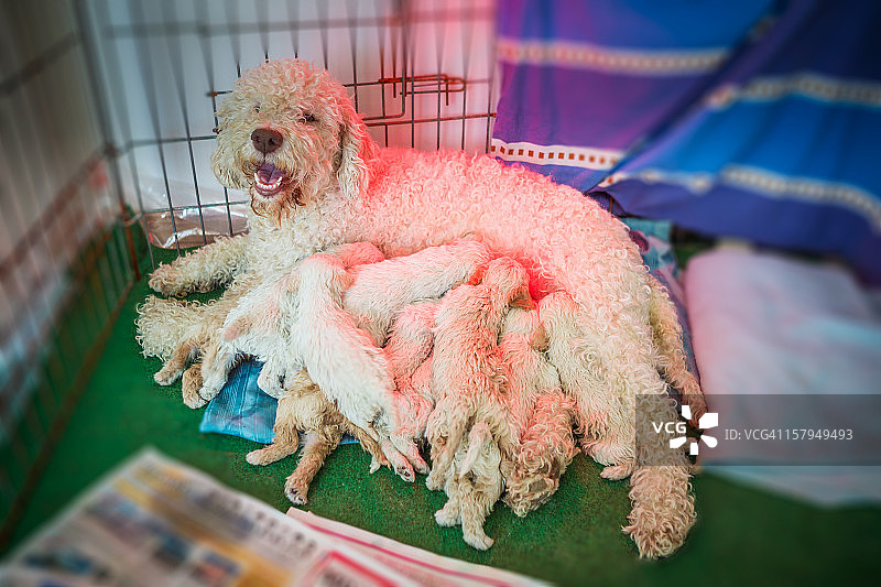 拉戈托罗马阁犬妈妈在给她的幼犬喂奶图片素材