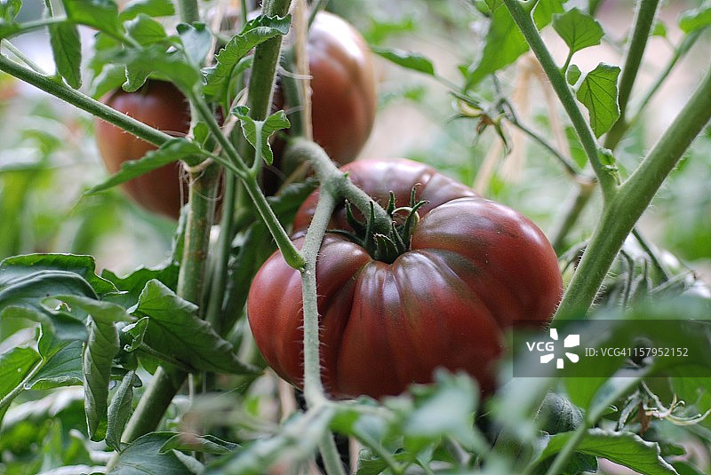 黑克里姆番茄图片素材